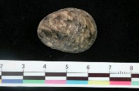 藏品(玉女蜑螺)的圖片